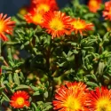 Kristályvirág Icecream Fire (Delosperma)