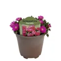 Kristályvirág Icecream Fuchsia (Delosperma)