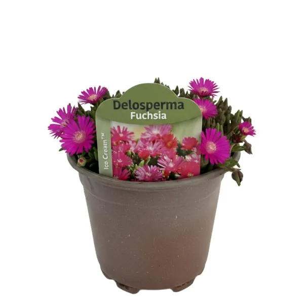Kristályvirág Icecream Fuchsia (Delosperma)
