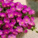 Kristályvirág Icecream Fuchsia (Delosperma)