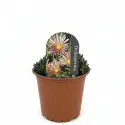 Rózsaszín kristályvirág Jewel of Desert (Delosperma)