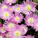Rózsaszín kristályvirág Jewel of Desert (Delosperma)
