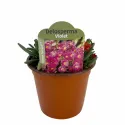 Lila kristályvirág Ocean Sunset (Delosperma)