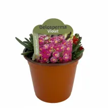 Lila kristályvirág Ocean Sunset (Delosperma)