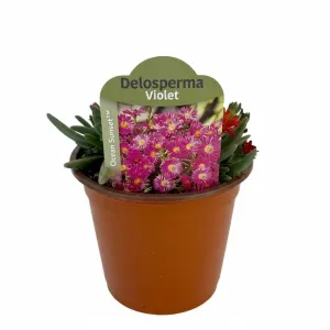 Lila kristályvirág Ocean Sunset (Delosperma)