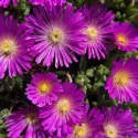 Lila kristályvirág Ocean Sunset (Delosperma)