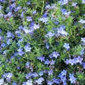 Kőmagcserje Heavenly Blue (Lithodora)