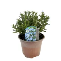 Kőmagcserje Heavenly Blue (Lithodora)