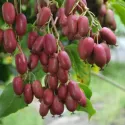 Mini kiwi Hardy Red