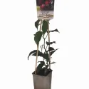 Piros termésű mini kivi Ken's Red (Actinidia arguta)