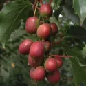 Piros termésű mini kivi Ken's Red (Actinidia arguta)
