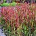 Alangfű Red Baron (Imperata cylindrica)