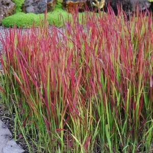 Alangfű Red Baron (Imperata cylindrica)