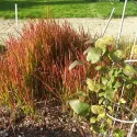 Alangfű Red Baron (Imperata cylindrica)