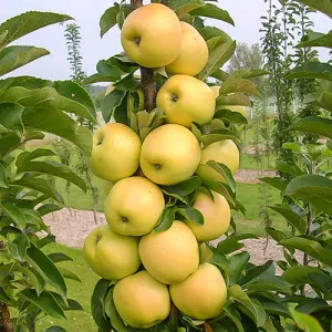 Almafa oszlopos Bolero