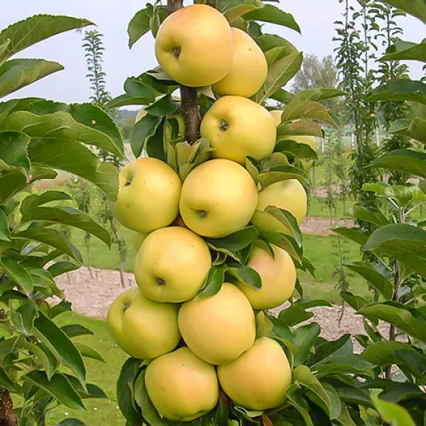 Almafa oszlopos Bolero