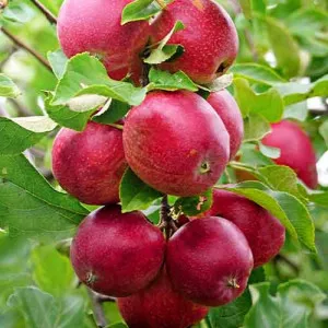 Oszlopos Alma Red Shar