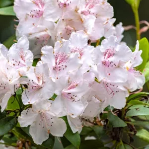 Rododendron Cream Crest