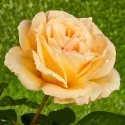 Rózsa teahibrid Casanova