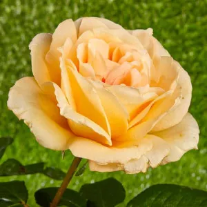 Rózsa teahibrid Casanova