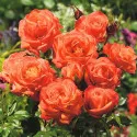 Narancssárga floribunda rózsa