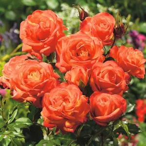Narancssárga floribunda rózsa