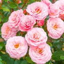 Rózsaszín floribunda rózsa