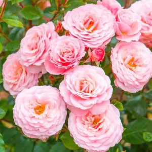 Rózsaszín floribunda rózsa
