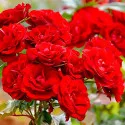 Vörös floribunda rózsa