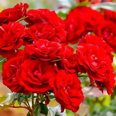 Vörös floribunda rózsa