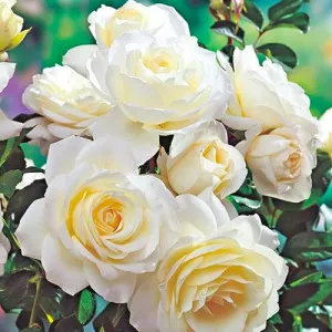 Fehér floribunda rózsa