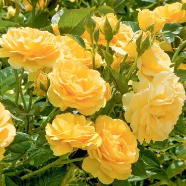 Sárga floribunda rózsa