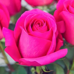 Pink teahibrid rózsa