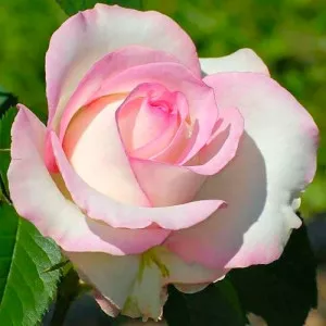 Rózsa teahibrid White & Pink