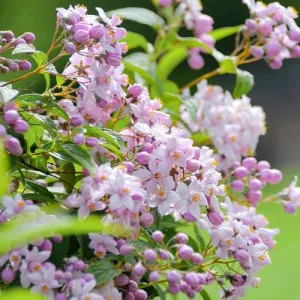 Gyöngyvirágcserje Mont Rose
