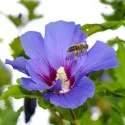 Hibiszkusz Oiseau Blue