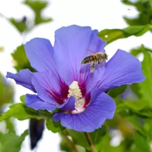 Hibiszkusz Oiseau Blue