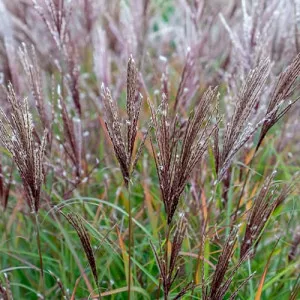 Molnárpántlika (Miscanthus) Ferner Osten
