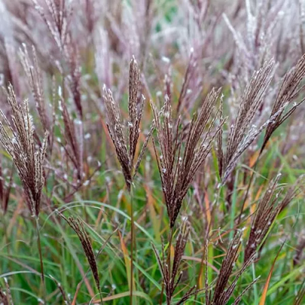 Molnárpántlika (Miscanthus) Ferner Osten
