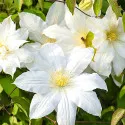 Iszalag (Clematis) Lemon Chiffo