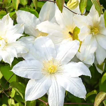 Iszalag (Clematis) Lemon Chiffo