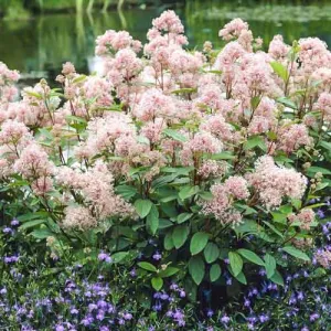 Kaliforniai orgona Marie Simon (Ceanothus pallidus)
