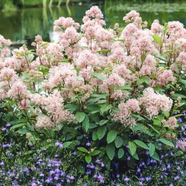 Kaliforniai orgona Marie Simon (Ceanothus pallidus)
