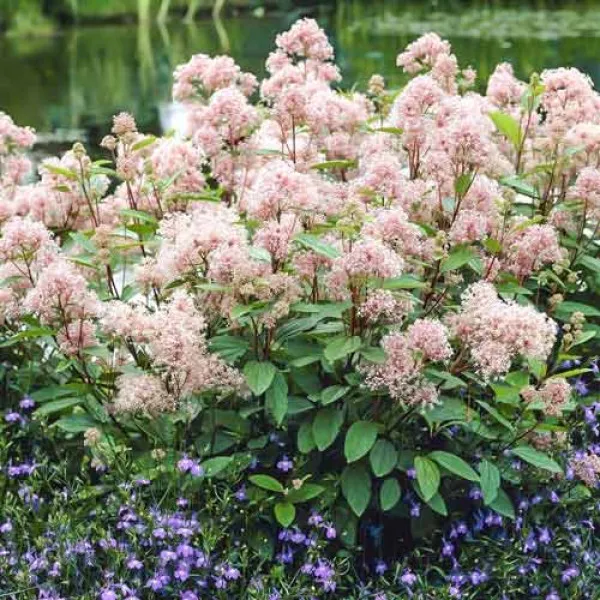 Kaliforniai orgona Marie Simon (Ceanothus pallidus)