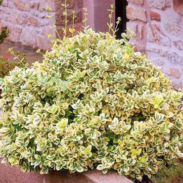 Kecskerágó Emerald Gold