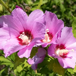 Hibiszkusz Woodbridge