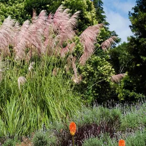 Pampafű Pink Feather