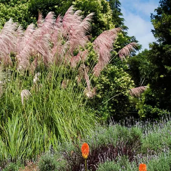 Pampafű Pink Feather