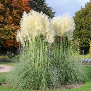 Pampafű White Feather