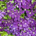 Iszalag (Clematis) Romantica